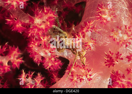 Bull Hydroid Crab in Soft Coral (Naxioides taurus) Fiji Stock Photo