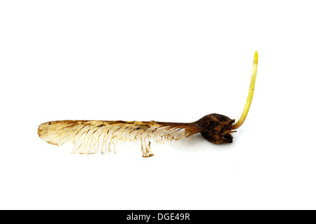 Sprouting maple seed isolated on white background Stock Photo