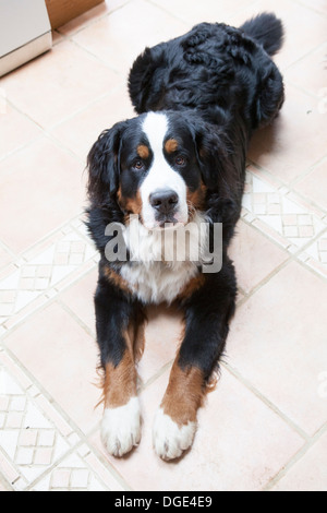 Bernese Mountain Dog Stock Photo