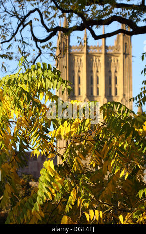 Autumn colours Wells Cathedral is seen behind the yellow and green leaves of a Black Walnut tree ( Juglans nigra ) standing in the nearby Bishops Palace - Wells Somerset UK October 2013 Stock Photo