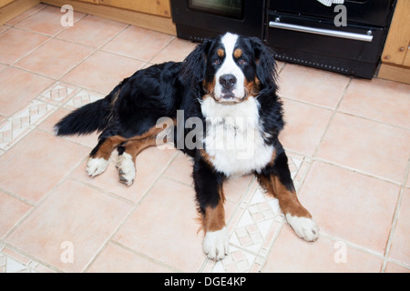 Bernese Mountain Dog Stock Photo