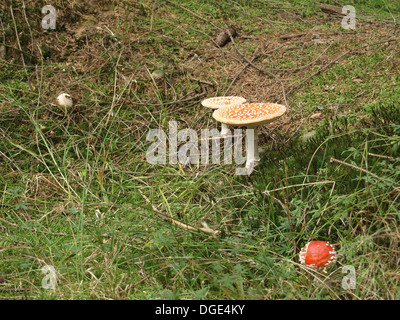 Fly agaric / Amanita muscaria / mushroom / Fliegenpilz / Roter Fliegenpilz Stock Photo