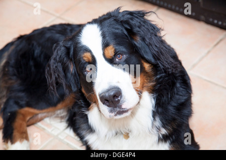 Bernese Mountain Dog Stock Photo