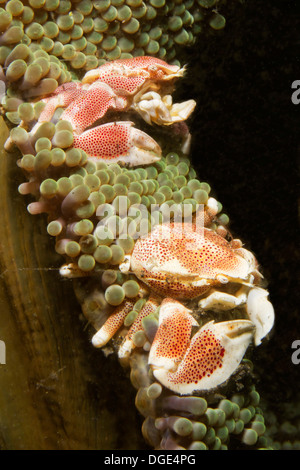 Pair of Spotted Porcelain Crabs live in a Magnificant Sea Anemone.(Neopetrolisthes maculatus).Lembeh Straits,Indonesia Stock Photo