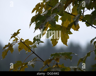 sycamore maple / Acer pseudoplatanus / Bergahorn Stock Photo