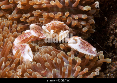 Spotted Porcelain Crab lives on a Sea Anemone.(Neopetrolisthes maculatus).Lembeh Staits,Indonesia Stock Photo