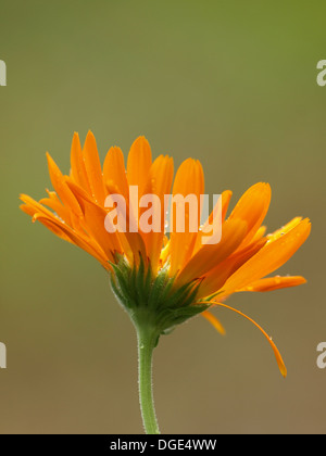 pot marigold / Calendula officinalis / Garten Ringelblume Stock Photo