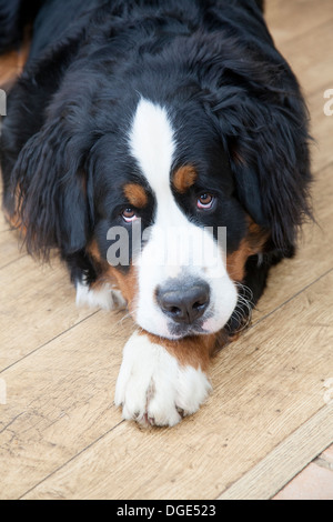 Bernese Mountain Dog staring at you. Stock Photo