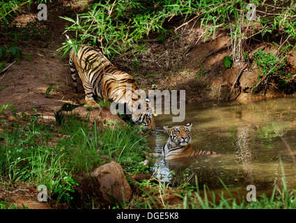 Sub Adult Tiger playful behavior sparring Stock Photo