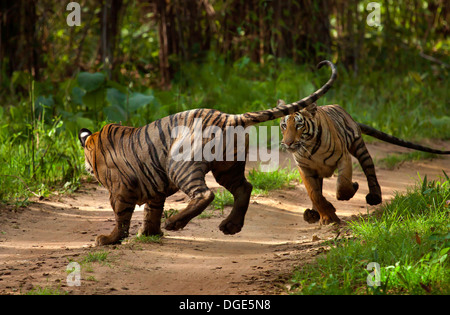 Playful Tigers Stock Photo