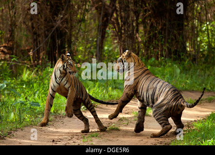 Playful Tigers Stock Photo
