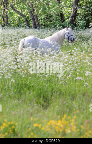 White horse in flower meadow near Arsdale on Bornholm, Denmark Stock Photo