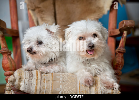 A pair of Maltese pet dogs in a home UK Stock Photo