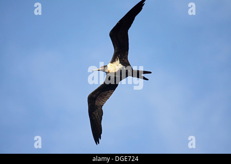 Lesser frigatebird flying into tree roost on Bird Island Seychelles Stock Photo