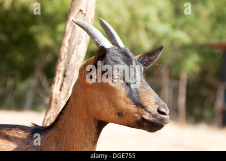 black and brown young goat Stock Photo