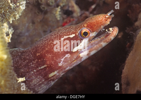 Barred-Fin Moray Eel-closeup.(Gymnothorax zonipectis).Solomon Islands Stock Photo