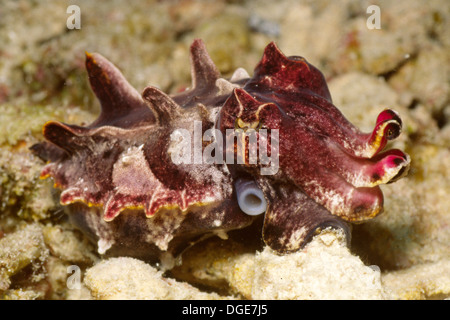 Flamboyant Cuttlefish.(Metasepia pfefferi).Lembeh Straits, Indonesia Stock Photo