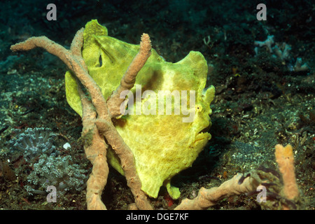 Giant Frogfish looks like asponge as it waits to ambush prey.(Antennarius commersoni).Lembeh Straits,Indonesia Stock Photo