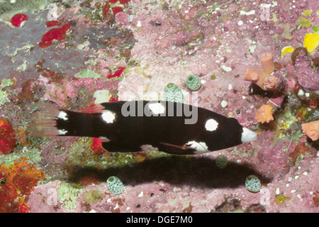 Axilspot Hogfish in juvenile phase.(Bodianus axillaris).Solomon Islands Stock Photo