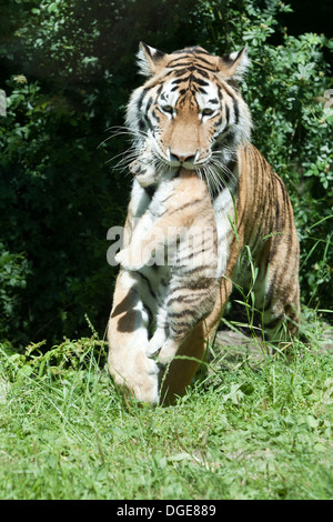 Amur, or Siberian Tigress (Panthera tigris altaica), carrying cub in her mouth. Stock Photo