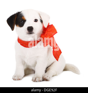 Jack Russell puppy with red cockade on white background Stock Photo