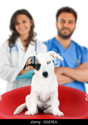 Two veterinarians with a jack russell on white background Stock Photo