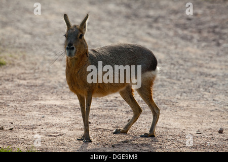 Mara or Patagonian Hare (Dolichotis patagonum). Adult. Stock Photo