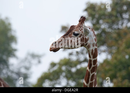 Reticulated, or Somali Giraffe (Giraffa camelopardalis reticulata). Looking right. Whipsnade, Zoo. Stock Photo