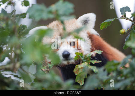 Red or Lesser Panda (Ailurius fulgens). Looking through Oak Tree foliage. Whipsnade Zoo. England. UK. Stock Photo