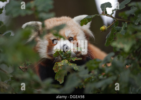 Red or Lesser Panda (Ailurius fulgens). Looking through Oak Tree foliage. Stock Photo
