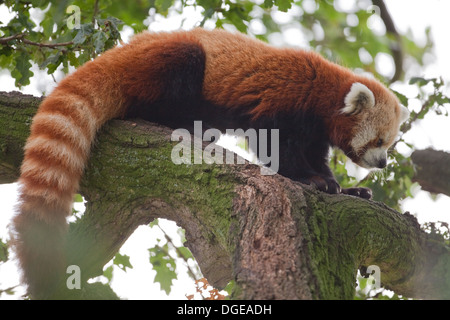 Red or Lesser Panda (Ailurius fulgens). Looking across from one tree branch to another gauging distance. Stock Photo