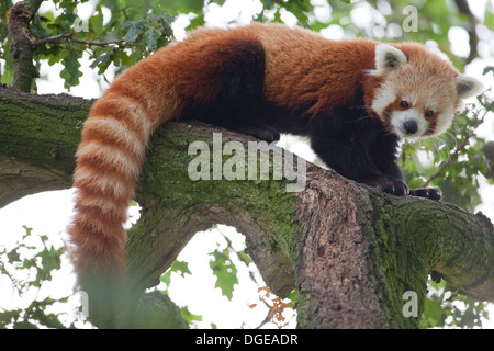 Red or Lesser Panda (Ailurius fulgens). Looking through Oak Tree foliage. Whipsnade Zoo. Stock Photo