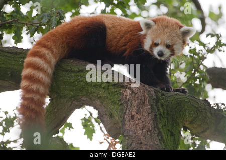 Red or Lesser Panda (Ailurius fulgens). Looking down from limb of a tree. Stock Photo