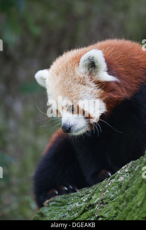 Red or Lesser Panda (Ailurius fulgens). Whipsnade Zoo. Stock Photo