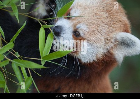 Red, or Lesser Panda (Ailurus fulgens). Feeding on a young Bamboo shoot. Stock Photo