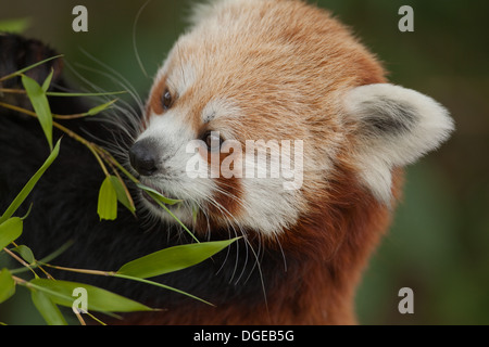 Red, or Lesser Panda (Ailurus fulgens). Feeding on a young Bamboo shoot. Stock Photo