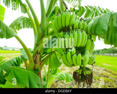 Banana bunch on tree in the garden,Thailand Stock Photo