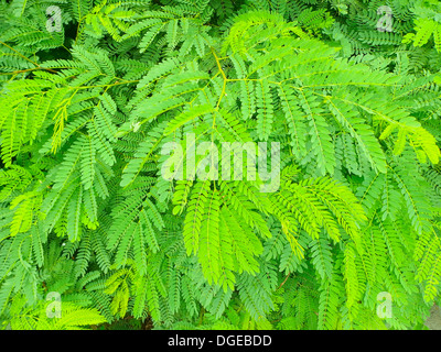 Green leaf,Tamarind,Tree, Stock Photo