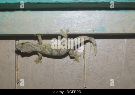 A Southern Turnip-tailed Gecko (Thecadactylus solimoensis) climbing on a building in the Amazonian rainforest in Loreto, Peru. Stock Photo