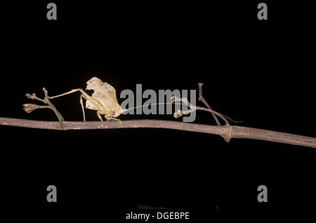 A leaf-mimic katydid (Typophyllum sp.) on a twig at night in the Amazonian rainforest in Loreto, Peru.