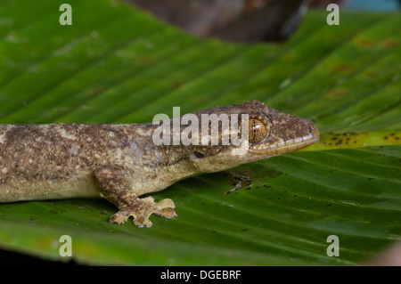 A Southern Turnip-tailed Gecko (Thecadactylus solimoensis) posed on a leaf in the Amazonian rainforest in Loreto, Peru. Stock Photo