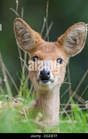 Chinese Water Deer (Hydropotes inermis). Female. Stock Photo