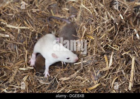 Albino Brown or Norway Rat (Rattus norvegicus). One in a litter of normal brown coloured young. Pink eyes just beginning to open Stock Photo