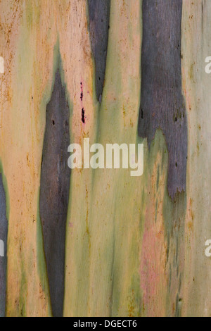 Eucalyptus Tree Close Up Eucalyptus regnans, Stock Photo