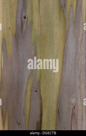 Eucalyptus Tree Close Up Eucalyptus regnans, Stock Photo
