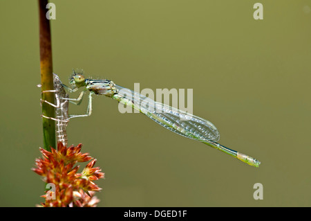 Newly hatched still pale colored male of Azure Damselfly (Coenagrion puella), Damselfly family Coenagrionidae Stock Photo