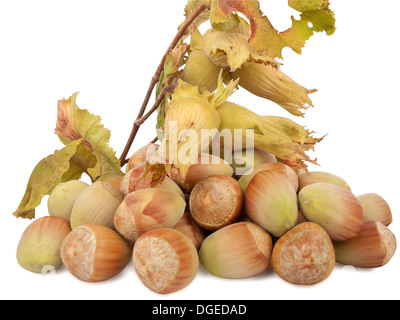 fresh hazelnuts isolated on white background Stock Photo