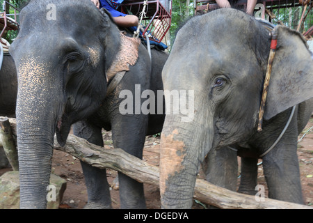 Koh Chang Elephant Sanctuary,Thailand Stock Photo