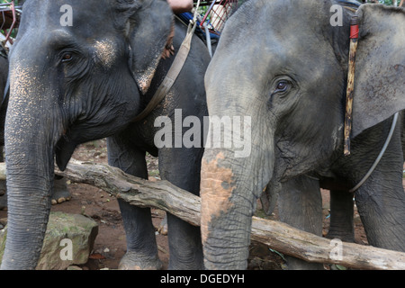 Koh Chang Elephant Sanctuary,Thailand Stock Photo