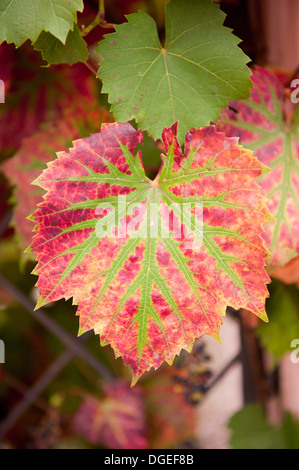 Crimson Glory Vine or Vitis coignetiae red green leaf Stock Photo